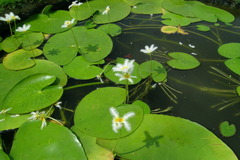 Nymphoides indica